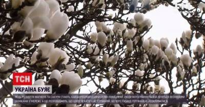 Украина буйствует: где насладиться цветением магнолий и сакур и как правильно это сделать - tsn.ua - Украина - Львов