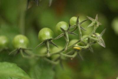 Одна подкормка - и огромный урожай: что положить в лунки при высадке томатов - skuke.net