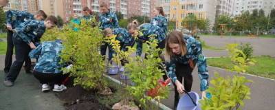 В Красноярске на посадку деревьев выделят 100 млн рублей - runews24.ru - Красноярск