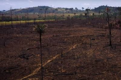 Джейн Фонда - Хоакин Феникс - Джо Байден - ДиКаприо попросил Байдена не подписывать с Бразилией соглашений из-за «устрашающих» вырубок Амазонии - mk.ru - Бразилия