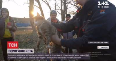 Кости и кожа: под Харьковом спасли кота, который просидел в колодце около 2 недели - tsn.ua - Харьковская обл. - Харьков