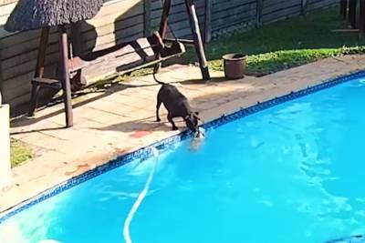 Чуть не утонул: грозный бойцовский пес спас своего друга из бассейна – щемящее видео - 24tv.ua - Юар - Йоханнесбург