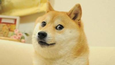 Илон Маск - Рынок мчится на собаках: Dogecoin показал резкий рост - dp.ru
