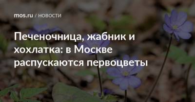 Печеночница, жабник и хохлатка: в Москве распускаются первоцветы - mos.ru - Москва