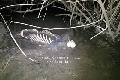 Оттаявший скелет обнаружили в парке Барнаула - tayga.info - Барнаул - Алтайский край - Barnaul
