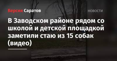В Заводском районе рядом со школой и детской площадкой заметили стаю из 15 собак (видео) - nversia.ru - Саратова - район Заводский