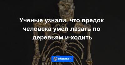Ученые узнали, что предок человека умел лазать по деревьям и ходить - news.mail.ru - Юар