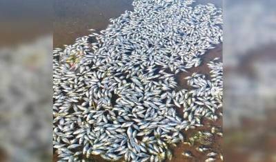 В Уфимском районе Башкирии выявили массовую гибель рыбы в отстойнике - mkset.ru - Башкирия - район Уфимский