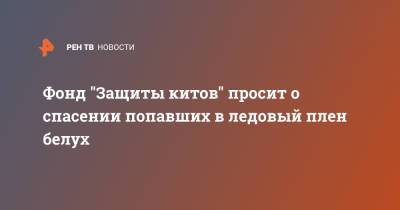 Фонд "Защиты китов" просит о спасении попавших в ледовый плен белух - ren.tv