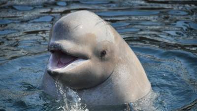 В Фонде защиты китов заявили о возможной гибели белух на Чукотке - 5-tv.ru - Чукотка