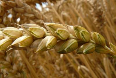 Мнение: Экспорт пшеницы не дотянет до прописанного в зерновом меморандуме - agroportal.ua - Австралия - Аргентина