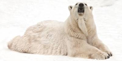 Зоопарк в Ростове-на-Дону показал семью белых медведей - vm.ru - Ростов-На-Дону