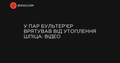 У ПАР бультер’єр врятував від утоплення шпіца: відео - bykvu.com - Украина - Пар