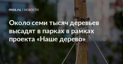 Петр Бирюков - Около семи тысяч деревьев высадят в парках в рамках проекта «Наше дерево» - mos.ru - Москва
