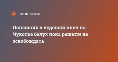 Попавших в ледовый плен на Чукотке белух пока решили не освобождать - ren.tv - Чукотка