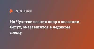 На Чукотке возник спор о спасении белух, оказавшихся в ледяном плену - ren.tv - Чукотка