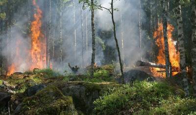 За сутки в Башкирии произошло 113 пожаров - mkset.ru - Башкирия - Архангельск