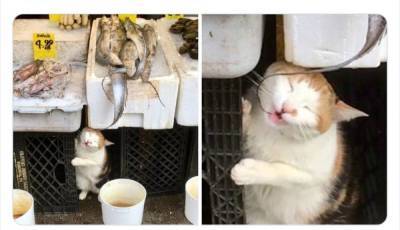 Эти коты чувствуют себя хозяевами в маленьких магазинах: забавные фото - 24tv.ua