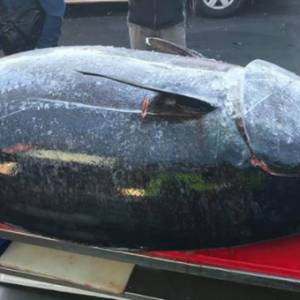 В Австралии рыбаки поймали тунца весом около 300 кг. Фото - reporter-ua.com - Австралия - Япония