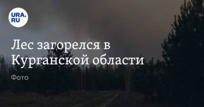 Лес загорелся в Курганской области. Фото - ura.news - Курганская обл. - район Целинный
