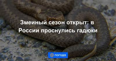 Змеиный сезон открыт: в России проснулись гадюки - news.mail.ru - Астраханская обл.