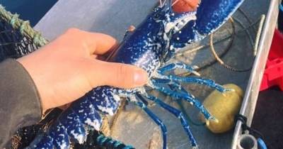 "Один на два миллиона": британский рыбак поймал редкого синего лобстера - focus.ua - Англия