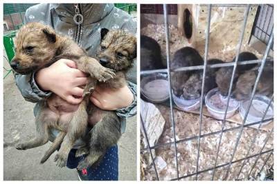 Мать обнюхала и больше не подходила: в одесском зоопарке разыгралась драма с волчатами, видео - odessa.politeka.net - Одесса - Одесская обл. - Черноморск