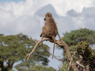 Хронический стресс у самок бабуинов приводит к преждевременной смерти - polit.ru - Кения