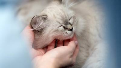 Александр Караулов - В РФ начались доклинические исследования вакцины от аллергии на кошек - iz.ru - Вена