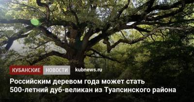 Российским деревом года может стать 500-летний дуб-великан из Туапсинского района - kubnews.ru - Краснодарский край - район Туапсинский
