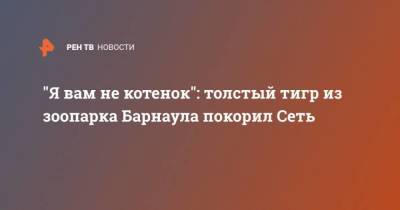 “Я вам не котенок”: толстый тигр из зоопарка Барнаула покорил Сеть - skuke.net - Барнаул