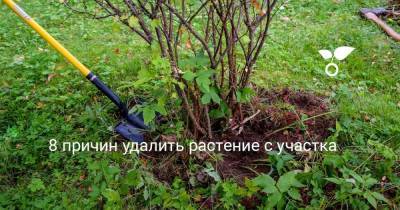 8 причин удалить растение с участка - skuke.net