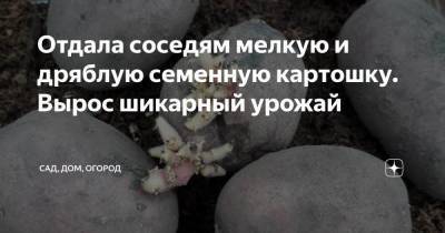 Отдала соседям мелкую и дряблую семенную картошку. Вырос шикарный урожай - skuke.net