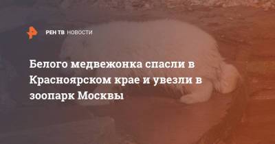 Белого медвежонка спасли в Красноярском крае и увезли в зоопарк Москвы - ren.tv - Москва - Красноярский край - Красноярск