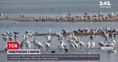 В парк "Тузловские лиманы" в Одесской области прилетели белые цапли: видео - tsn.ua - Одесская обл.