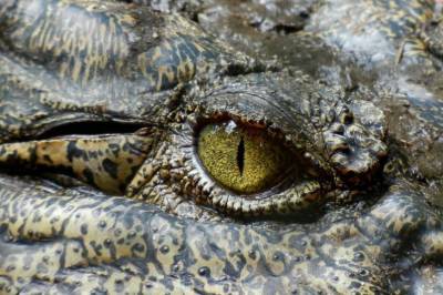 Ученые установили, почему крокодилам удалось пережить динозавров - lenta.ua
