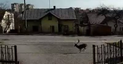 В курортном Трускавце разгуливал по городу молодой олень: видео - tsn.ua - Львовская обл.