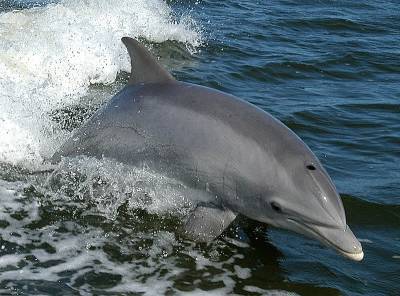 Ученые сосчитали дельфинов в Черном море (видео) - odessa-life.od.ua - Украина - Одесса - Черное Море - Экология