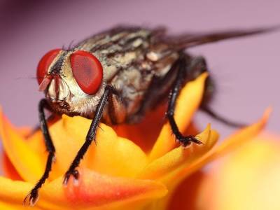 Голодные плодовые мухи за один перелет преодолевают рекордные расстояния - polit.ru