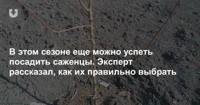 В этом сезоне еще можно успеть посадить саженцы. Эксперт рассказал, как их правильно выбрать - news.tut.by