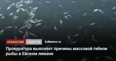 Прокуратура выясняет причины массовой гибели рыбы в Ейском лимане - kubnews.ru - Краснодарский край - Ейск - район Щербиновский