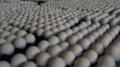 Свыше 35 миллионов куриных яиц произвели в Подмосковье в 2021 году - nation-news.ru - Московская обл.