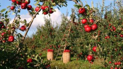 Российский диетолог перечислила полезные свойства яблок - piter.tv