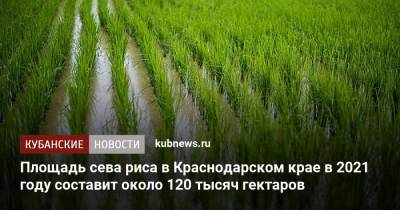 Вениамин Кондратьев - Площадь сева риса в Краснодарском крае в 2021 году составит около 120 тысяч гектаров - kubnews.ru - Краснодарский край