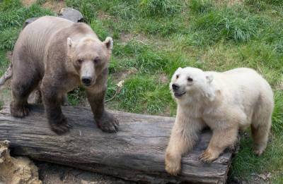 Пизли: По Арктике бродят странные гибриды медведей - news.bigmir.net