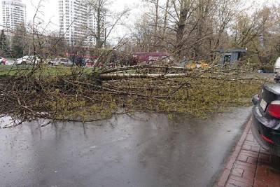 Дерево упало на 13-летнюю девочку в юго-западном районе Москвы - vm.ru - Москва