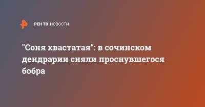 "Соня хвастатая": в сочинском дендрарии сняли проснувшегося бобра - ren.tv - Сочи