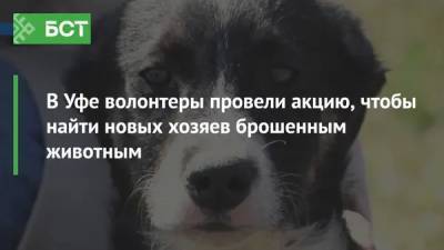 В Уфе волонтеры провели акцию, чтобы найти новых хозяев брошенным животным - bash.news - Уфа