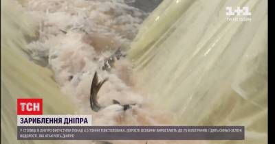 В Киеве состоялось зарыбление Днепра: в реку выпустили более 30 тыс. толстолобиков - tsn.ua - Киев