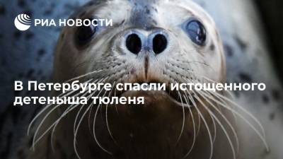 В Петербурге спасли истощенного детеныша тюленя - ria.ru - Россия - Ленинградская обл. - Санкт-Петербург